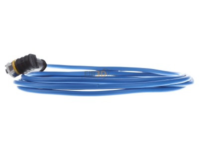 View on the right Turck WKC4.221T-2/TEB Sensor-actuator patch cord 2m M12 
